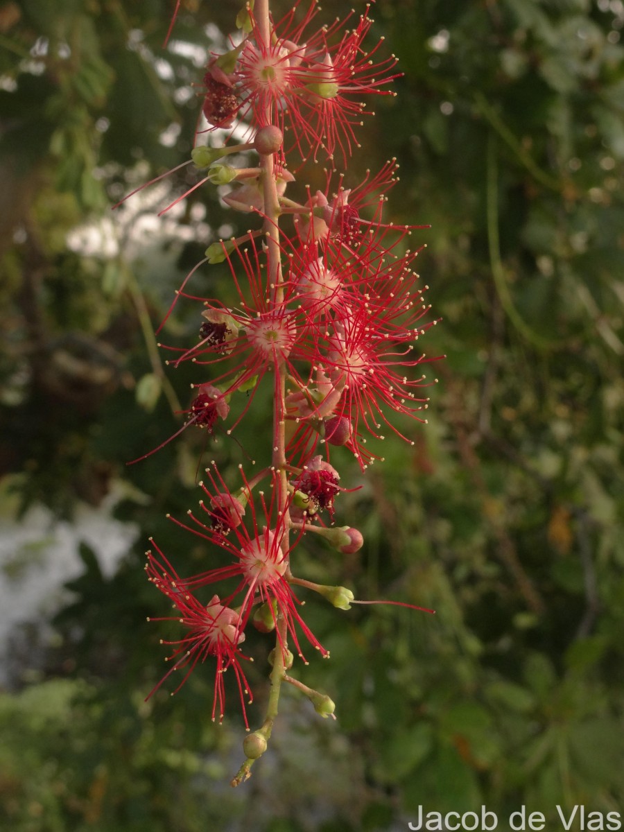 Barringtonia acutangula (L.) Gaertn.